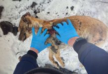 В Новосибирской области живодёр получил условный срок за зверскую расправу