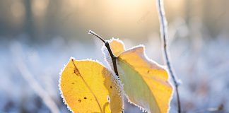 Покров у славян: Когда начинались девичьи посиделки