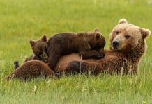 Всемирный день животных: Как защитить фауну