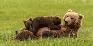 Всемирный день животных: Как защитить фауну