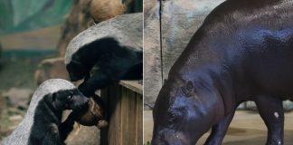 Новосибирскому зоопарку разрешили строить новые вольеры для карликовых бегемотов и медоедов