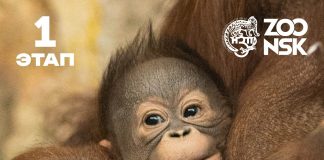 «Придумай имя принцессе»: Новосибирский зоопарк проводит творческий конкурс