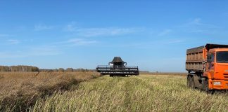 Посевы побила засуха: В Новосибирской области готовятся вводить режим ЧС
