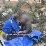 В Новосибирске на прохожих рухнуло дерево около Монумента Славы