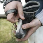 В Новосибирске мужчина избил соседку из-за замечаний о собаке без намордника