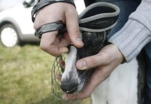 В Новосибирске мужчина избил соседку из-за замечаний о собаке без намордника