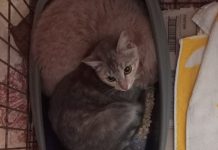 «Либо ушли, либо погибли»: В Новосибирске спасли котов из неотапливаемого дома