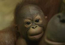 В Новосибирском зоопарке выбрали имя детенышу орангутанов Мишель и Бату