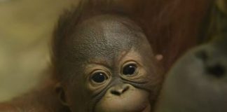 В Новосибирском зоопарке выбрали имя детенышу орангутанов Мишель и Бату