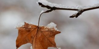 В Новосибирскую область вернется теплая погода