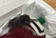 Новосибирцы выбросили пушистых котят сфинкса в мусоропровод из-за невостребованности на рынке