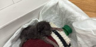 Новосибирцы выбросили пушистых котят сфинкса в мусоропровод из-за невостребованности на рынке