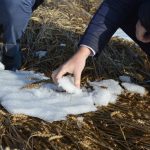 В Новосибирской области введен режим ЧС из-за оставшегося под снегом урожая