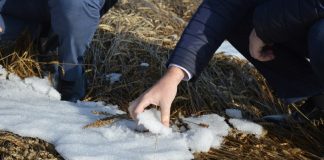 В Новосибирской области введен режим ЧС из-за оставшегося под снегом урожая
