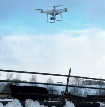 Живущие под Новосибирском звери увидели беспилотник, который за ними наблюдал