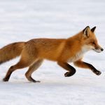 Из-за очага бешенства в Новосибирске ввели карантин