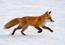 Из-за очага бешенства в Новосибирске ввели карантин