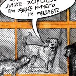 Все спорят о любви к собакам. Кошкам обидно