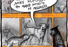 Все спорят о любви к собакам. Кошкам обидно