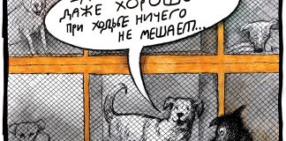 Все спорят о любви к собакам. Кошкам обидно