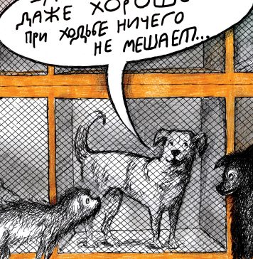 Все спорят о любви к собакам. Кошкам обидно