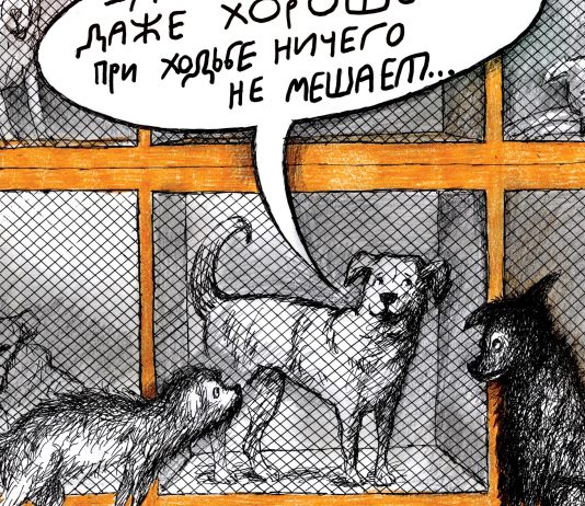 Все спорят о любви к собакам. Кошкам обидно