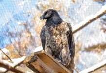 Новосибирский зоопарк обновил режим работы: что изменилось