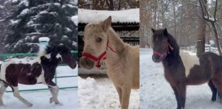 В Новосибирский зоопарк прибыли четыре новых обитателя из разных регионов страны