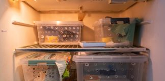 Спать в холодильниках укладывают 30 летучих мышей в Новосибирске