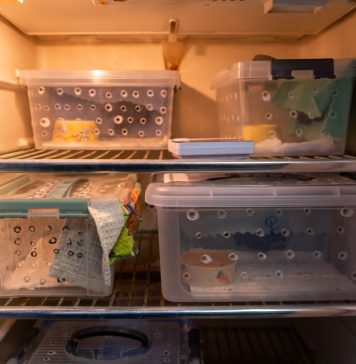 Спать в холодильниках укладывают 30 летучих мышей в Новосибирске