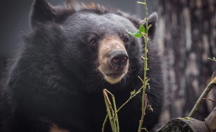 Медведица Челси. Фото: Новосибирский зоопарк