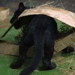 В Новосибирский зоопарк переехал редкий обитатель — первые кадры