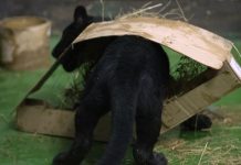 В Новосибирский зоопарк переехал редкий обитатель — первые кадры