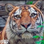 В Новосибирском зоопарке умер краснокнижный амурский тигр-долгожитель Максимус