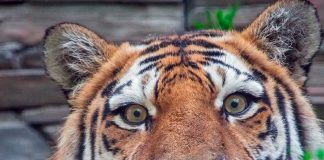 В Новосибирском зоопарке умер краснокнижный амурский тигр-долгожитель Максимус