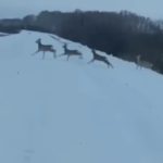 Лоси и косули массово выбегают на трассы Новосибирской области