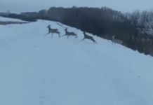 Лоси и косули массово выбегают на трассы Новосибирской области