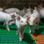 Кудряшовскому свинокомплексу показали небо с овчинку