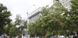 Превысили план: В Новосибирске подвели итоги программы озеленения «10 тысяч деревьев»