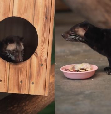 В Новосибирском зоопарке впервые в России размножились редкие пальмовые циветты