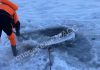 Пропавшего без вести новосибирца нашли вмёрзшим в лёд на реке Иня