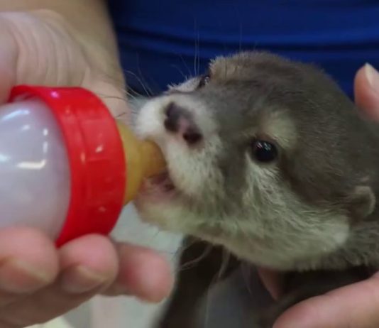 В Новосибирском зоопарке пополнение — родились пятеро выдрят