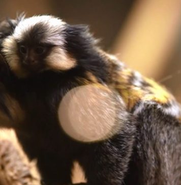 Крохотный примат Жоффруа появился в Новосибирском зоопарке — милое видео