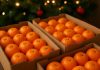 Новосибирская область стала одним из крупнейших получателей мандаринов в Сибири