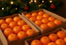 Новосибирская область стала одним из крупнейших получателей мандаринов в Сибири
