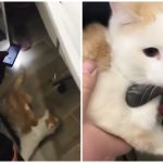 Приютский кот устроил хаос в ванной у новых хозяев в Новосибирске