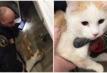 Приютский кот устроил хаос в ванной у новых хозяев в Новосибирске