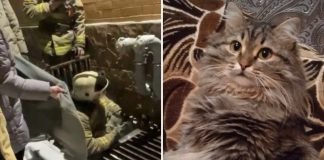 Кота, которого искали два месяца, вытащили из подвала новосибирские спасатели