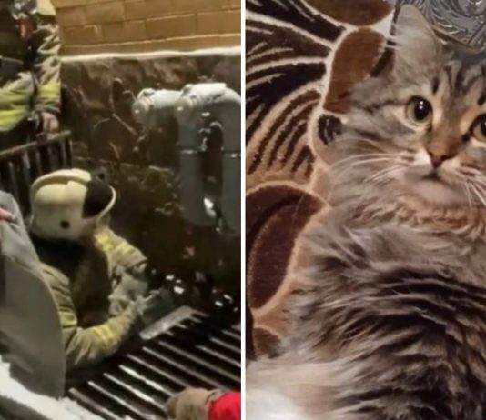 Кота, которого искали два месяца, вытащили из подвала новосибирские спасатели