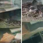 Крокодила Кузю из новосибирского магазина сантехники хотят отправить на Кубу